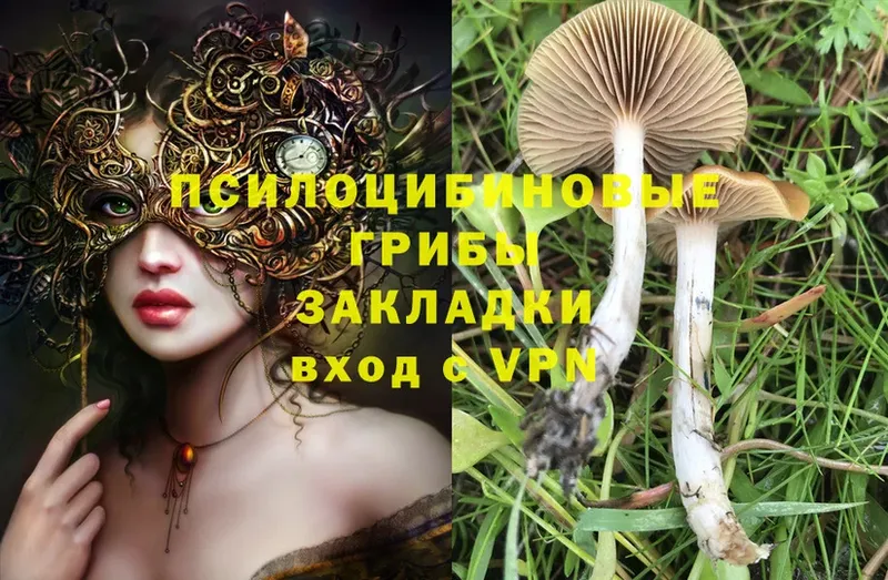 Псилоцибиновые грибы Magic Shrooms  Благовещенск 